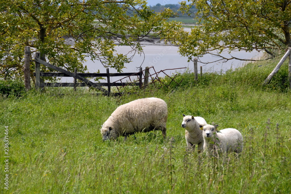 Fototapeta premium Moutons de pré-salé au pré, ville d'Agon-Coutainville, département de la Manche, France 