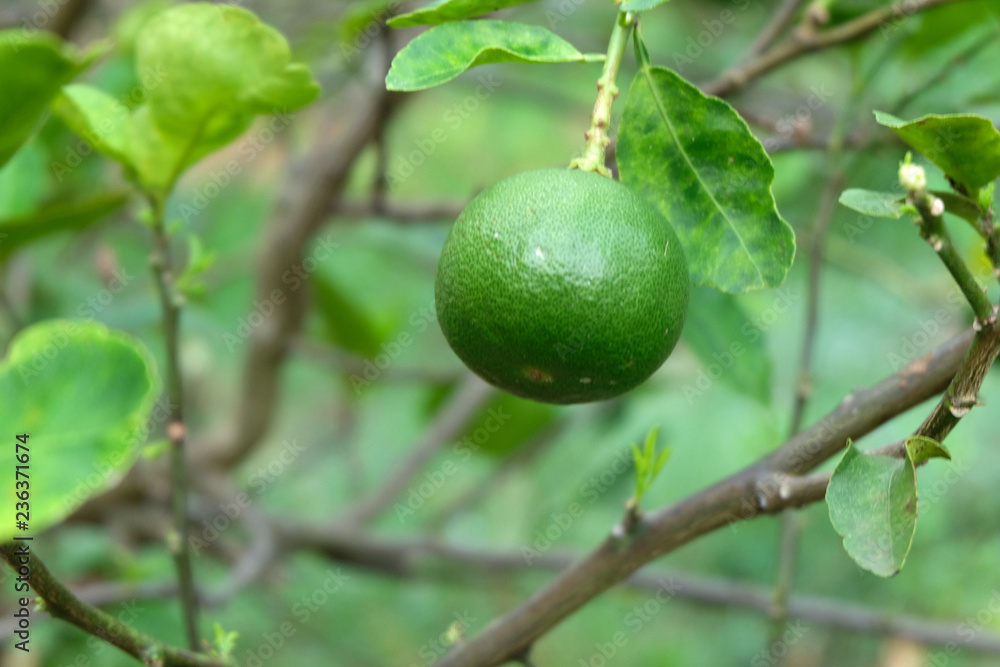 limes or green lemon on the lime tree