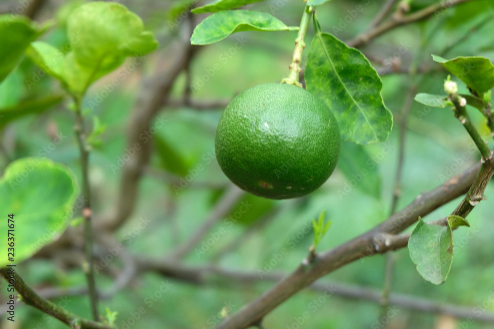 limes or green lemon on the lime tree limes or green lemon on the lime tree
