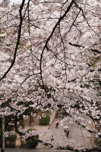 Cherry blossoms in full bloom.