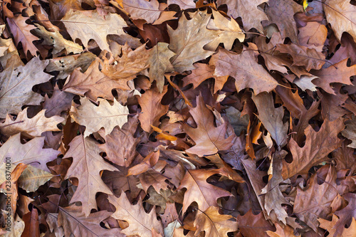 Fallen Autumn Leaves Background