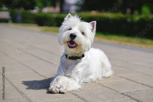 Fototapeta Naklejka Na Ścianę i Meble -  Happy West Highland White Terrier dog lying outdoors on tiles with its paws crossed in a city park in summer