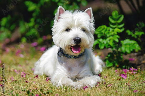 Fototapeta Naklejka Na Ścianę i Meble -  Happy West Highland White Terrier dog with a collar lying down on a green grass near Dog rose bushes in summer