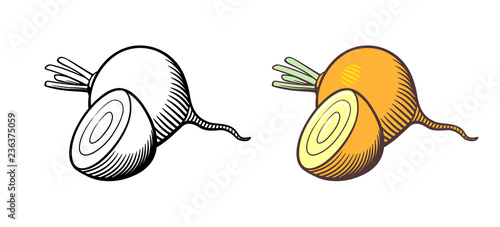 Vector hand drawn illustration of turnips. Whole turnip and cross section. Outline and colored version © vil1605