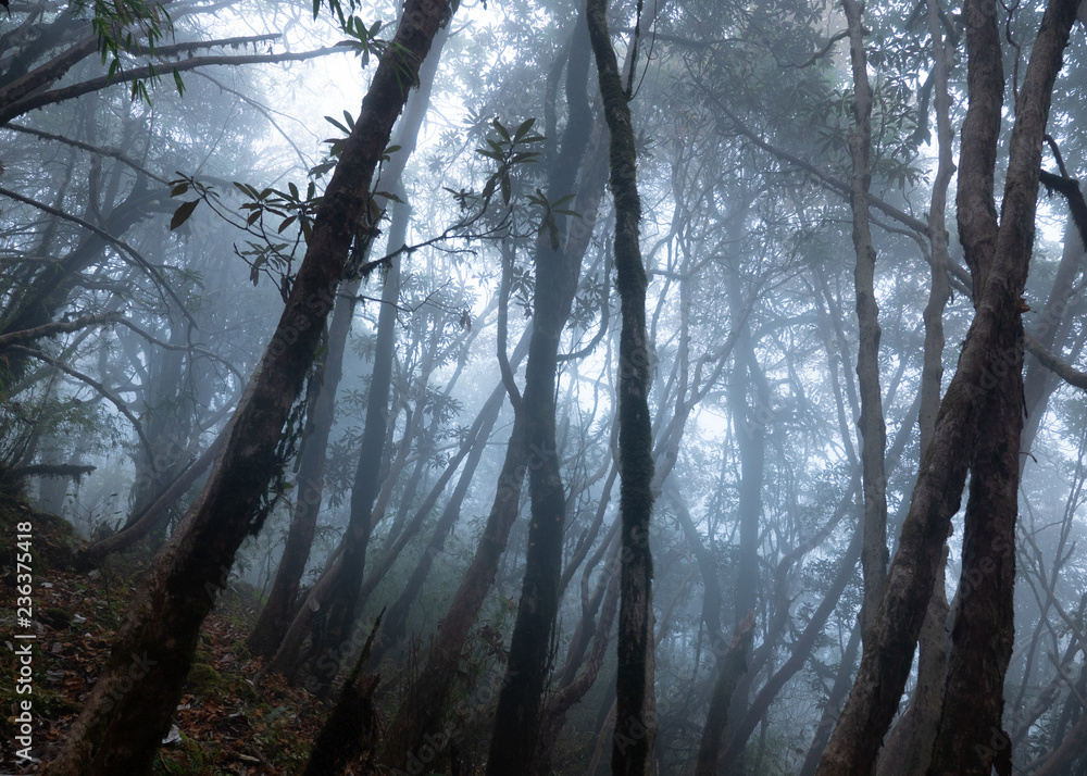 Naklejka premium Fog in the forest