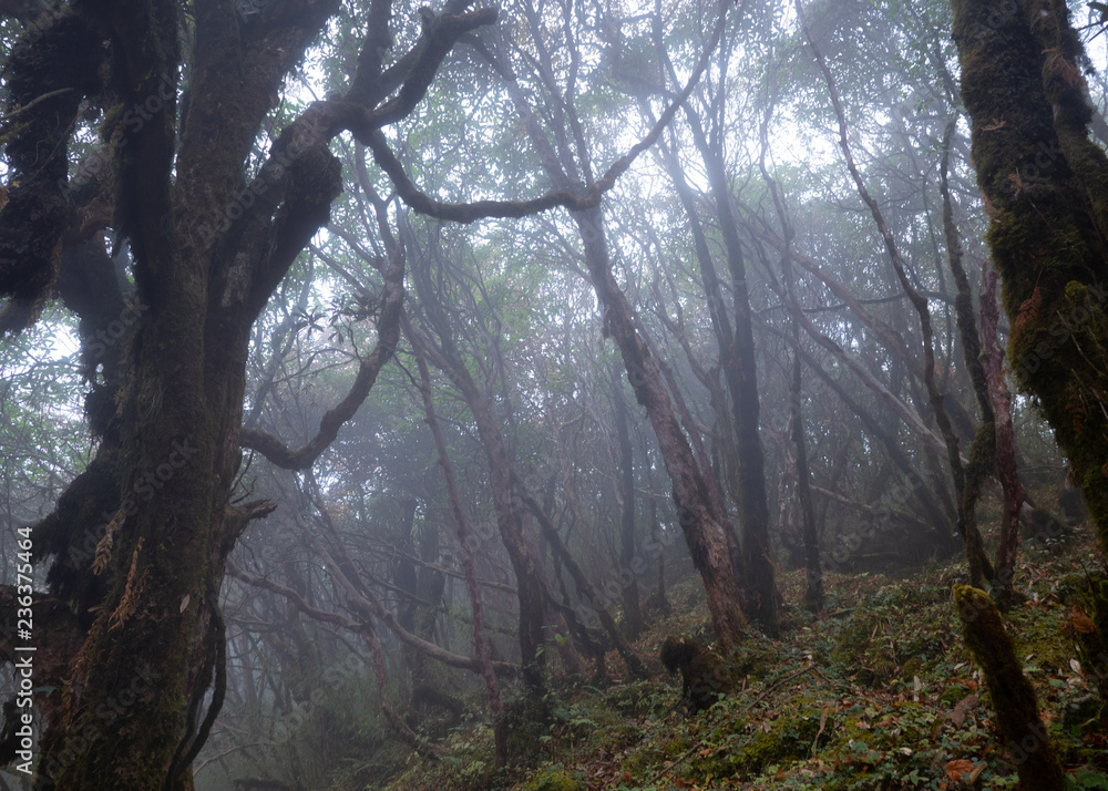 Naklejka premium Fog in the forest