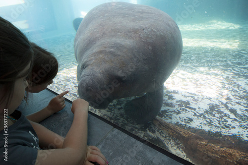 Children looking at Manatee 