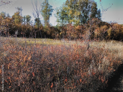 autumn forest