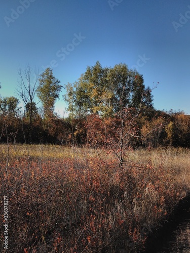 autumn forest
