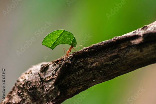 red ant carrying leaf