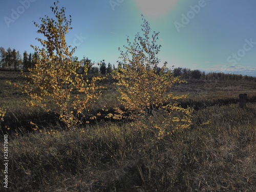two young birches on the outskirts of a plowed field