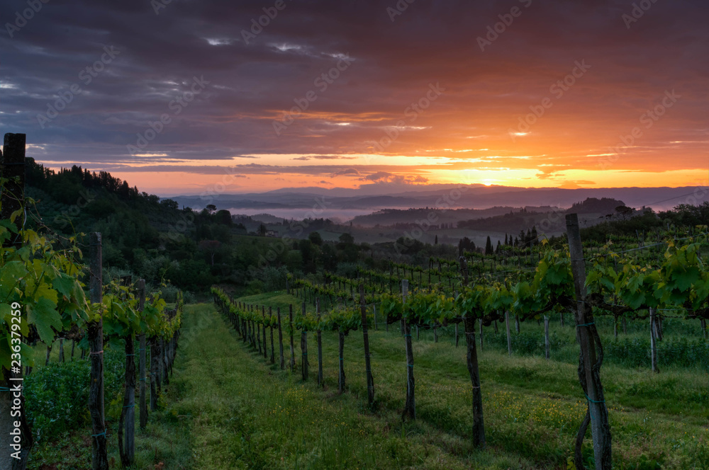 Fototapeta premium Vineyard landscape in Tuscany, Italy. Misty sunrise
