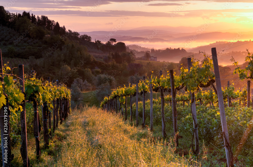 Vineyard landscape in Tuscany, Italy. Misty sunrise