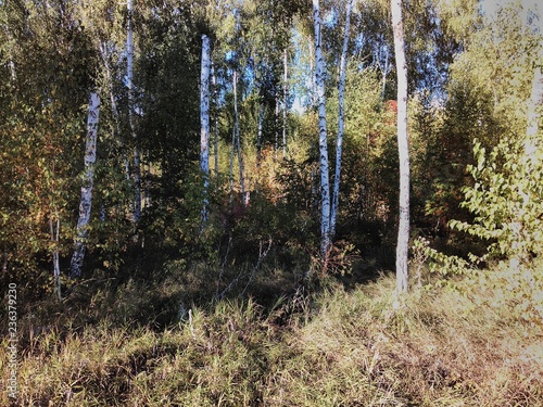 consequence of bark beetle