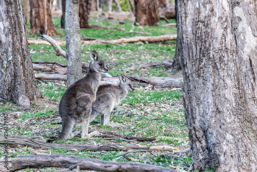 Kangaroo in wild