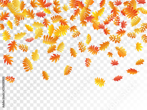 Oak, maple, wild ash rowan leaves vector, autumn foliage on transparent background.