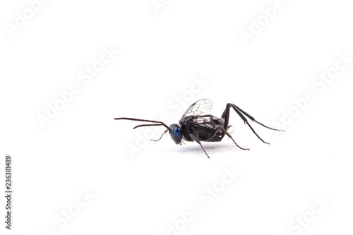 black Winged ants isolated