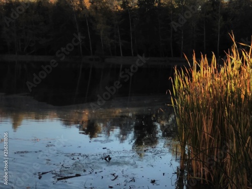 reeds on the lake in autumn