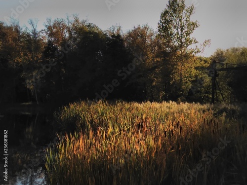 reeds on the lake in autumn