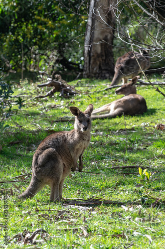 Kangaroo in wild © SeanWonPhotography