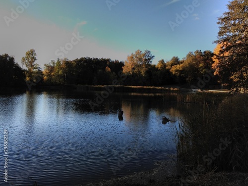 lake and forest in autumn