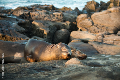 Cute sea lions family sleeping on the beach