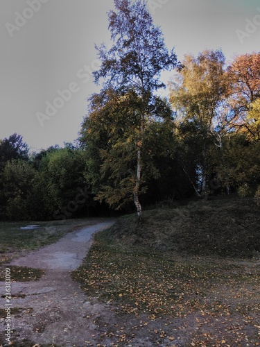 autumn in the park