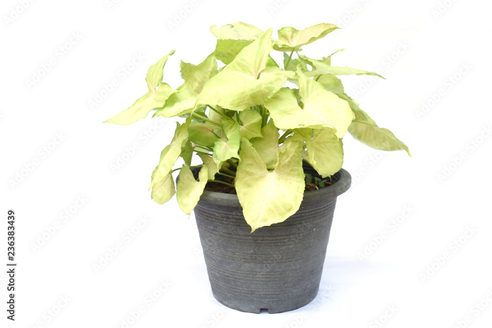 green house plant isolated on white background green house plant isolated on white background