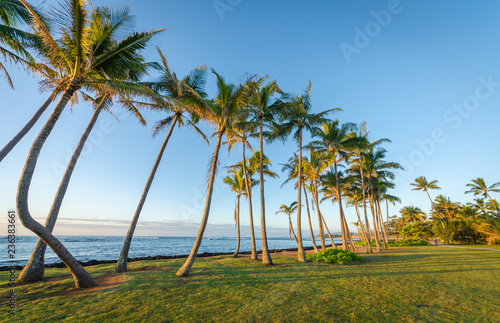 a row of palm trees on the beach in Kauai, Hawaii, USA