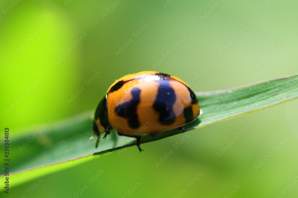 Closeup Image of yellow ladybug on the leaf Closeup Image of yellow ladybug on the leaf