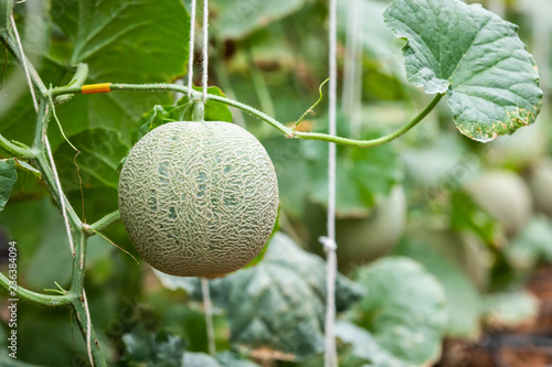 cantaloupe on tree in greenhouse cultivation  musk melon   netted melon  fresh