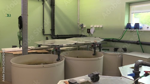 Small breeding sturgeon shortnose Acipenser brevirostrumin the rescue hatchery farm, germplasm and genofound protection of fish and nature, reproduction tub and vat with oxidize water photo