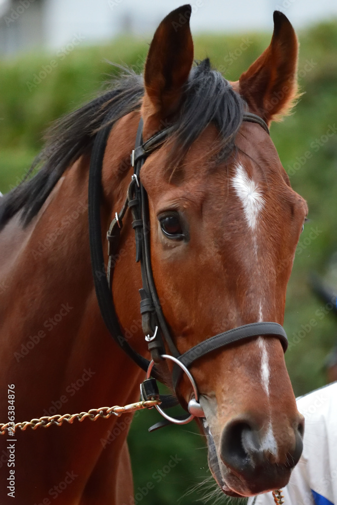 race horse in paddock race horse in paddock