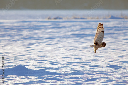 Short-eared Owl. 