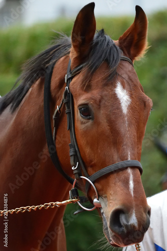 race horse in paddock © Matthewadobe