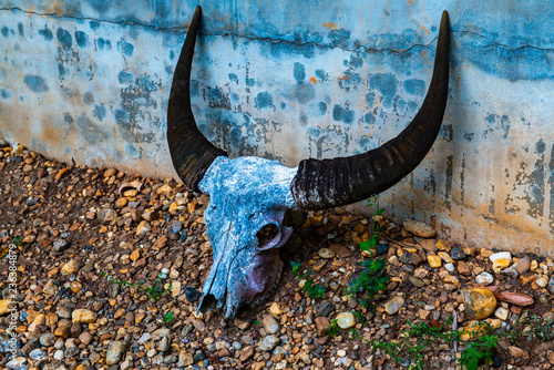 Buffalo skull in Baan Dam museum photo