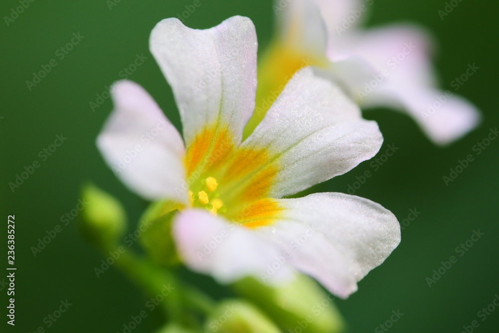 Beautiful white wild flower isolated on blurred green background