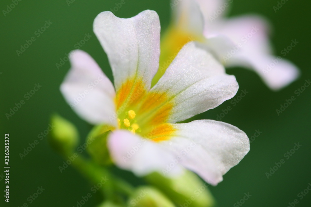 Beautiful white wild flower isolated on blurred green background Beautiful white wild flower isolated on blurred green background