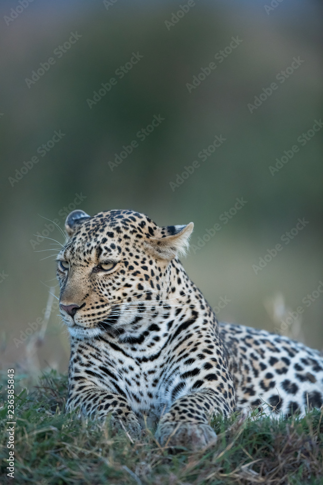 Fototapeta premium the leopard portrait 