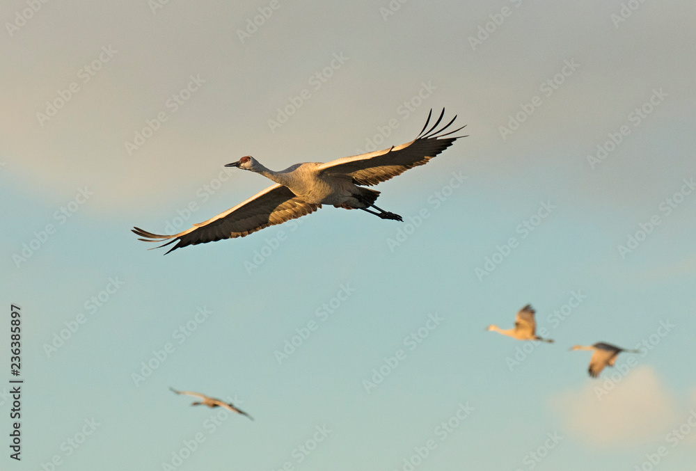 Sandhill crane taking off from bosque del apache wildlife nature preserve in new mexico Sandhill crane taking off from bosque del apache wildlife nature preserve in new mexico
