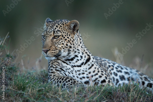 the leopard portrait 