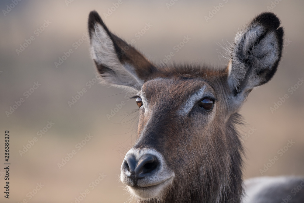 waterbuck head portrait