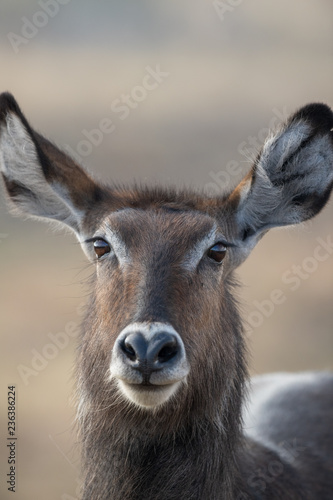 waterbuck head portrait © imphilip