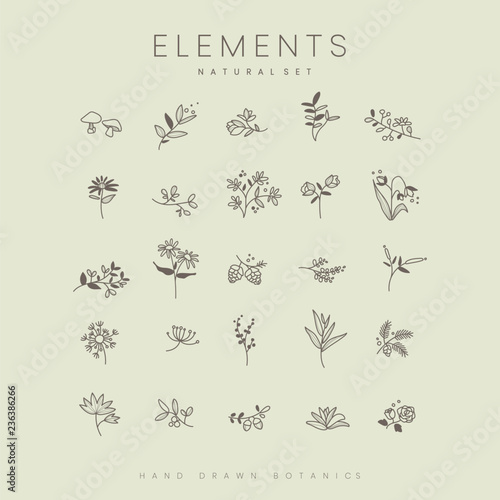 Set of hand drawn botanical elements vector photo