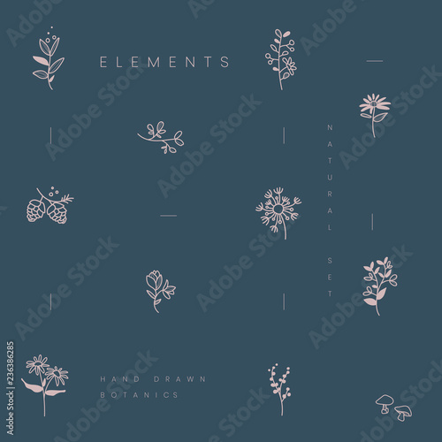 Set of hand drawn botanical elements vector