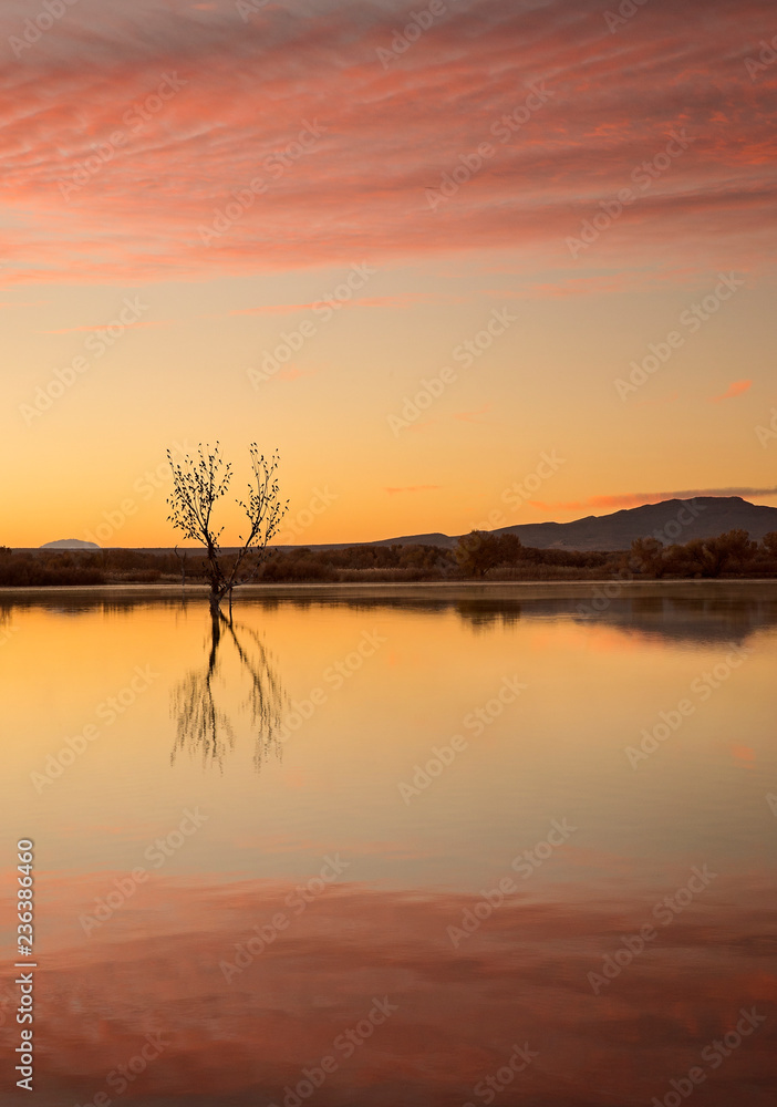 Morning reflecting in the flooded fields of the rio grand in new mexico, socorro, bosque del apache nature preserve