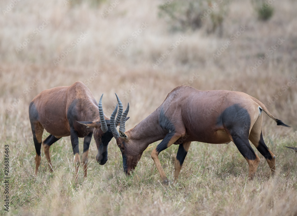 Obraz premium two fighting topy