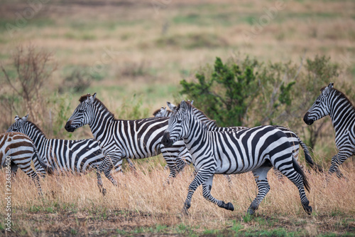 running zebras in the bush © imphilip