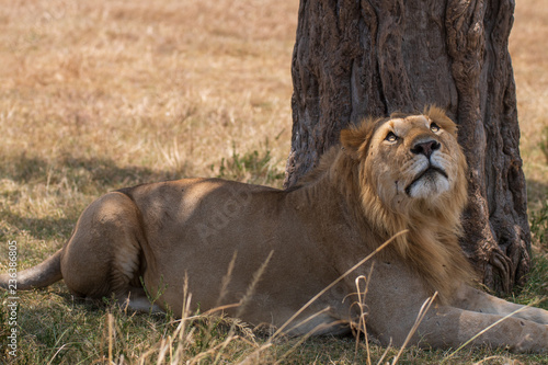 Fototapeta Naklejka Na Ścianę i Meble -  lion under the tree