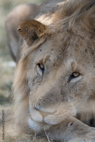 Fototapeta Naklejka Na Ścianę i Meble -  lion under the tree